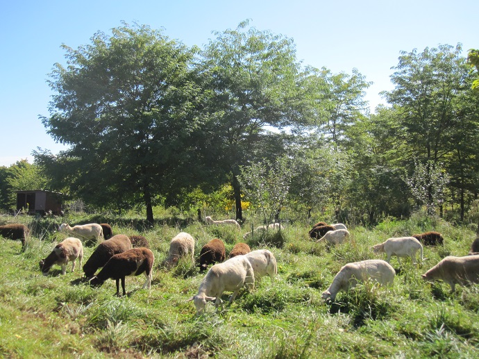 Koyunlar gladiçya, kara ceviz, cennet elması, dut, ayva gibi tarımsal ormancılık ağaçlarının alt zeminindeki ot-üçgül çayırlığında otlamakta. Heifer Overlook Farm, Massachusetts, ABD.